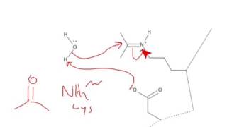 CHEM 407  Carbohydrate Chemistry  Hydrolysis of a Schiff Base [upl. by Georgianna314]