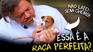 O CACHORRO RÚSTICO QUE NÃO LATE NÃO TEM CHEIRO E É MUITO INTELIGENTE [upl. by Zahara779]