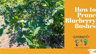 How to Prune Blueberry Bushes [upl. by Anelleh]