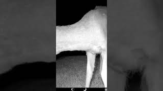 Deer investigating trail cam 🦌 Reh untersucht Wildkamera [upl. by Copland]