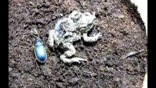 Epomis Beetle Attacks Toad [upl. by Reimer]