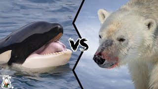 KILLER WHALE VS POLAR BEAR  Who is The Strongest Apex Predator in The Arctic [upl. by Nomsed]