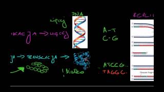 Chromosomy chromatydy chromatyna [upl. by Artus]