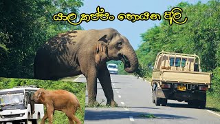 kataragama buthtala road block emotional willife [upl. by Rahman]