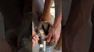 Horse Hoof Restoration shorts farrier satisfying asmr [upl. by Ahseim]