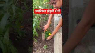 अमेरिकेत झेंडूची शेती marathi marathivlog marathishorts farming desi nri gardening america [upl. by Lledor]