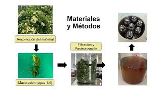 Efecto Microbicida del Mucílago de Pereskia aculeata M sobre microorganismos de Importancia [upl. by Nurav625]