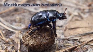 Mestkevers aan het werk  mestbal rollen  mestkevergevecht [upl. by Nadabb]