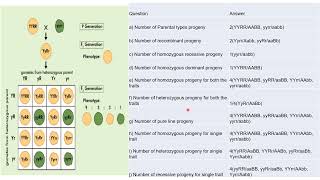 Genetics  Principles of Inheritance [upl. by Moyer]