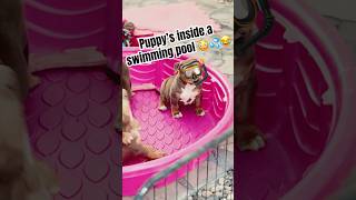 Puppy drops kicks fence 😂 puppy bullybreed xlbully dogbreed [upl. by Laurens]