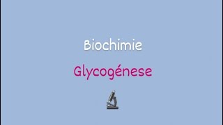 la glycogénes Biochimie approfondie [upl. by Macur]