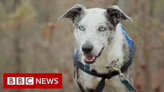 Australia Fires Bear the rescue dog saves koalas  BBC News [upl. by Ayanat110]