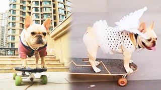 Dog Skateboard Challenge  Dogs skateboard and their owners can’t keep up [upl. by Iana]