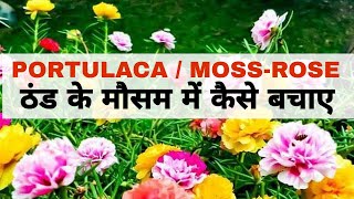 PORTULACA  MOSS ROSE को ठंड के मौसम में कैसे बचाए। [upl. by Cecile]