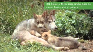 Lobo mexicano Naturalia [upl. by Shae]