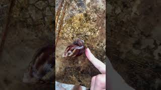 Achatina fulica아카티나 풀리카아프리카 달팽이nature amazing snail snails [upl. by Bottali]