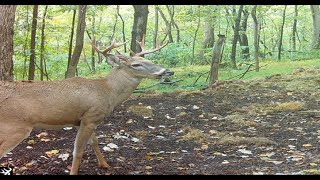 Whitetailed Bucks September 2024 [upl. by Alphonso539]