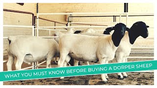 Dorper Sheep Price Revealed  Discover the Factors That Affect Prices [upl. by Boot810]