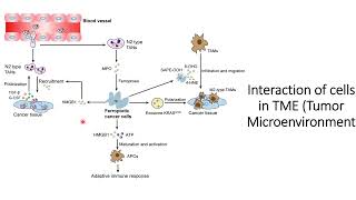 Cancer and Ferroptosis Interaction of the cells in TME Tumor microenvironment Code 488 [upl. by Annamaria]