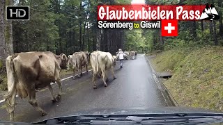 Sörenberg to Giswil via Glaubenbielen Pass and dodging cows  Scenic Drive Switzerland [upl. by Ojyma165]