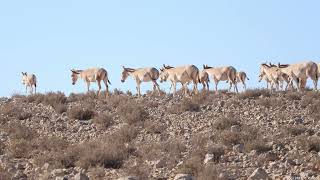 Asiatic wild asses Mitzpe amp Makhtesh Ramon Aug24  Part II פראים מצפה ומכתש רמון  חלק [upl. by Hepsiba]