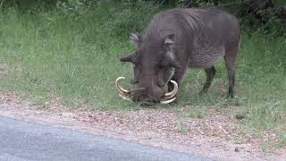 Look at those tusks A huge male Warthog eating grass – on his knees [upl. by Vern]