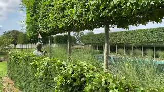 Kens Weekly Tips  18th August  Pruning a Hornbeam Hedge [upl. by Cyn268]