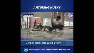 Antuking husky kinagiliwan ng netizens NewsLight [upl. by Leinahtam]