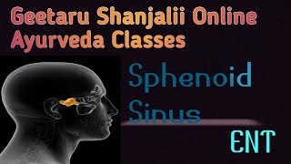 Sphenoid sinus by Geetaru Shanjalii BAMS AYURVEDA shalakyatantra [upl. by Inimod]