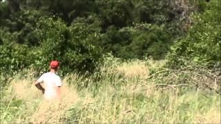 Bluestem Kennels Wirehaired Pointing Griffons quotFirequot at 4 mos on Quail [upl. by Chase]