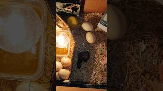 Last chick is hatched incubator [upl. by Althea401]