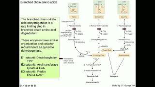 Medical Biochemistry Amino Acids 2 SKILDUM [upl. by Dafodil]