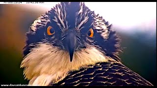 Junebug  one of the most beautiful female Osprey fledglings  up close 2024 09 13 22 52 24 254 [upl. by Leandre]