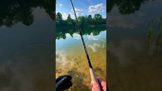 Another Bluegill on the Fly Rod fishing bluegill ll [upl. by Fording]