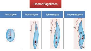 Haematology module practical 4 visceral leishmaniasis trypanosomes [upl. by Conner]