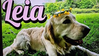 Golden retriever cutegolden subscribe doglover goldenbaby ADVENTURES OF LEIA  HATFIELD FOREST [upl. by Asnarepse]