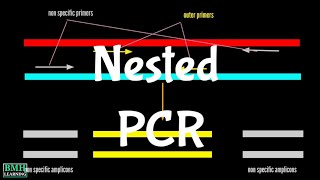 Nested PCR [upl. by Adolphe493]