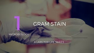 Gram Stain [upl. by Yekim]