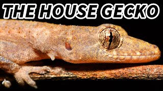 House Gecko Facts the GECKO Near Your HOUSE 🦎 Animal Fact Files [upl. by Otrebtuc]