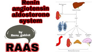 Renin angiotensin aldosterone system RAAS [upl. by Lilith]