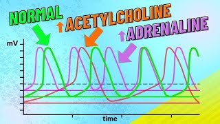 How Adrenaline and Acetylcholine Affect Heart Rate [upl. by Acsisnarf848]