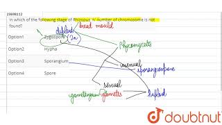 Generally in laboratory cultures of Rhizopus there is no formation of zygospore because [upl. by Yoko489]