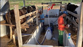 MOSTRANDO COMO FAZEMOS NOSSA ORDENHA PASSO A PASSO ORDENHA SIMPLES E FUNCIONAL🥛🐄vacasdeleite [upl. by Jonina755]