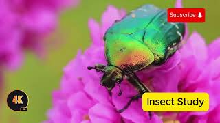 Amazing Insects world  4k video insects nature animals facts [upl. by Zavala]