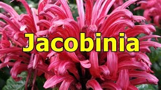 Jacobinia  Justicia carnea  HD Video 01 [upl. by Hagar]