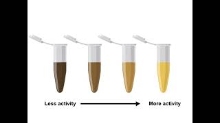 Enzyme Assays and Kinetics [upl. by Murdoch]