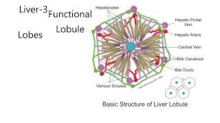 Liver3The liver lobule functional unit of liver [upl. by Brett]