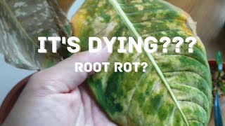 Life of a plant  Dieffenbachia reflector July update Root rot Repotting [upl. by Etep]