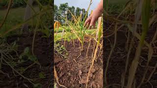 Garlic Harvest of 2024 veseys garlic harvesting canadiangardening [upl. by Naquin]