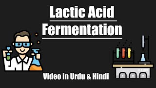 Lactic Acid Fermentation  Urdu  Hindi [upl. by Clementine927]